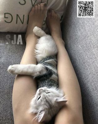 jjzz动漫